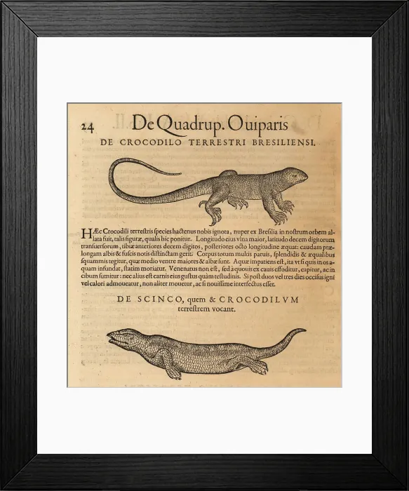Framed Print : Species of brazilian cayman and skink Framed Print : Species of brazilian cayman and skink