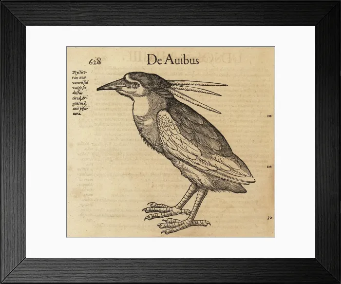 Framed Print : Black-crowned night heron, Nycticorax nycticorax Framed Print : Black-crowned night heron, Nycticorax nycticorax