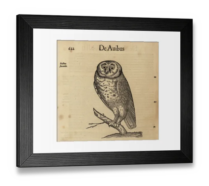 Framed Print : Little owl, Athene noctua Framed Print : Little owl, Athene noctua