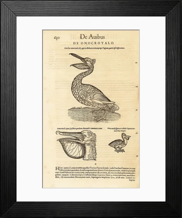 Framed Print : Great white pelican, Pelecanus onocrotalus Framed Print : Great white pelican, Pelecanus onocrotalus