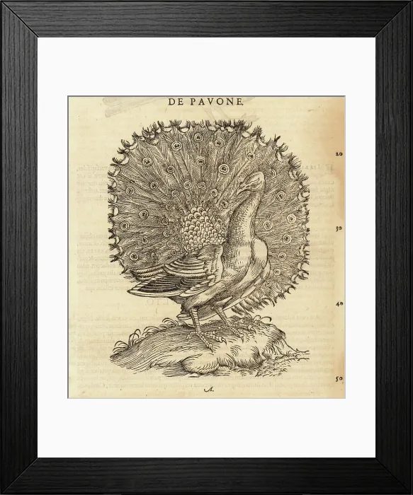 Framed Print : Indian peafowl, blue peafowl, Pavo cristatus Framed Print : Indian peafowl, blue peafowl, Pavo cristatus