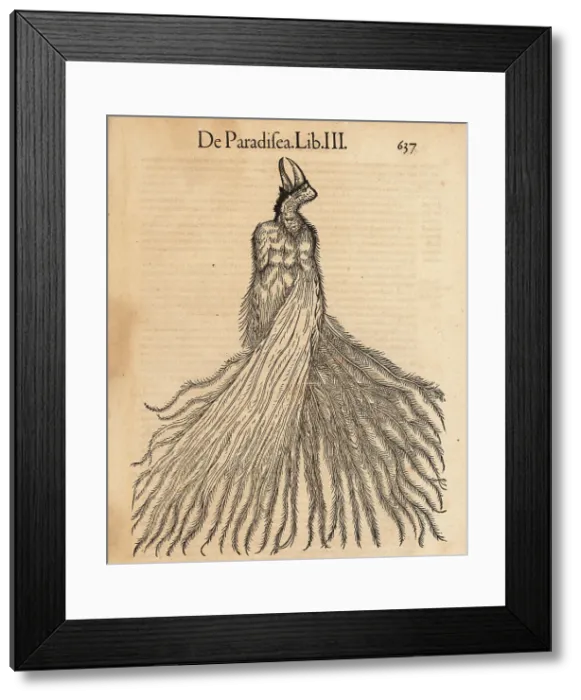 Framed Print : Lesser bird-of-paradise, Paradisaea minor Framed Print : Lesser bird-of-paradise, Paradisaea minor