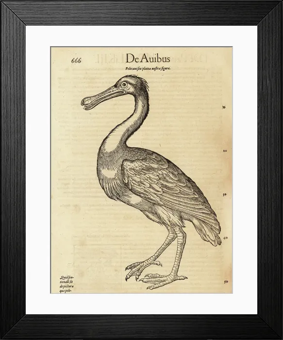 Framed Print : Spoonbill species, possibly the African spoonbill, Platalea alba Framed Print : Spoonbill species, possibly the African spoonbill, Platalea alba