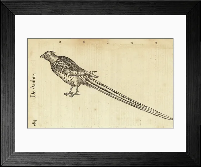 Framed Print : Species of pheasant, perhaps the ring-necked pheasant, Phasianus Framed Print : Species of pheasant, perhaps the ring-necked pheasant, Phasianus