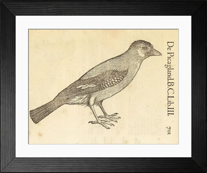 Framed Print : Eurasian jay, Garrulus glandarius Framed Print : Eurasian jay, Garrulus glandarius