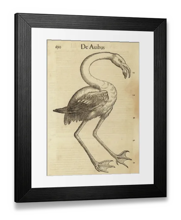 Framed Print : Species of flamingo, perhaps the greater flamingo, Phoenicopteru Framed Print : Species of flamingo, perhaps the greater flamingo, Phoenicopteru