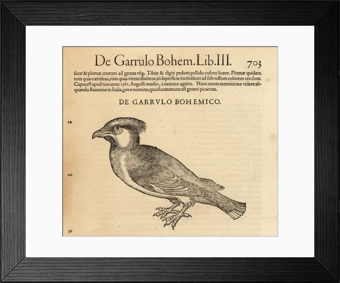 Framed Print : Bohemian waxwing, Bombycilla garrulus Framed Print : Bohemian waxwing, Bombycilla garrulus