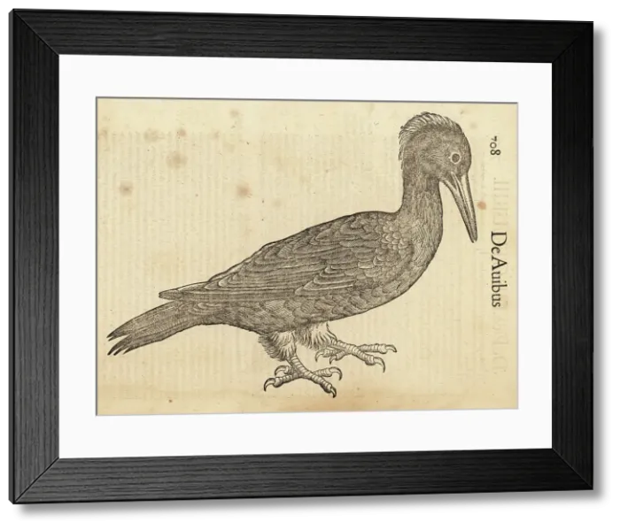 Framed Print : Black woodpecker, Dryocopus martius Framed Print : Black woodpecker, Dryocopus martius