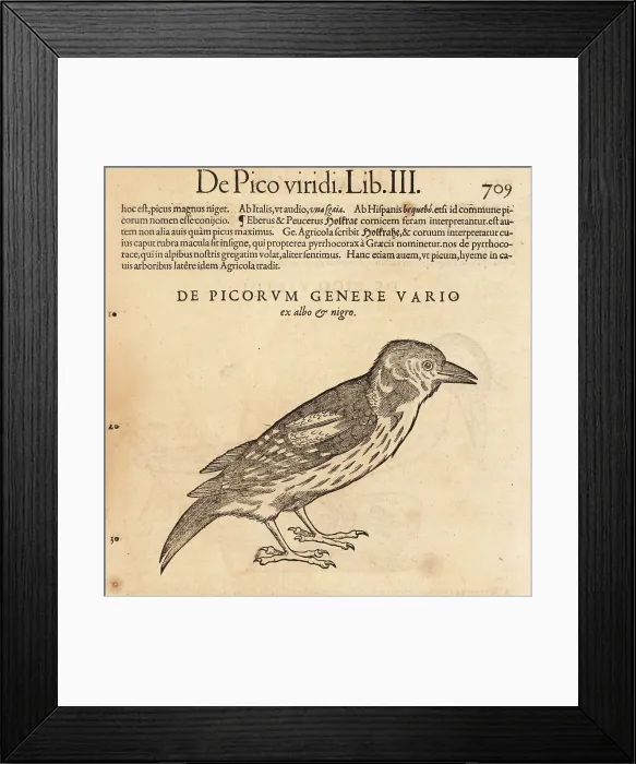 Framed Print : White-backed woodpecker, Dendrocopos leucotos Framed Print : White-backed woodpecker, Dendrocopos leucotos