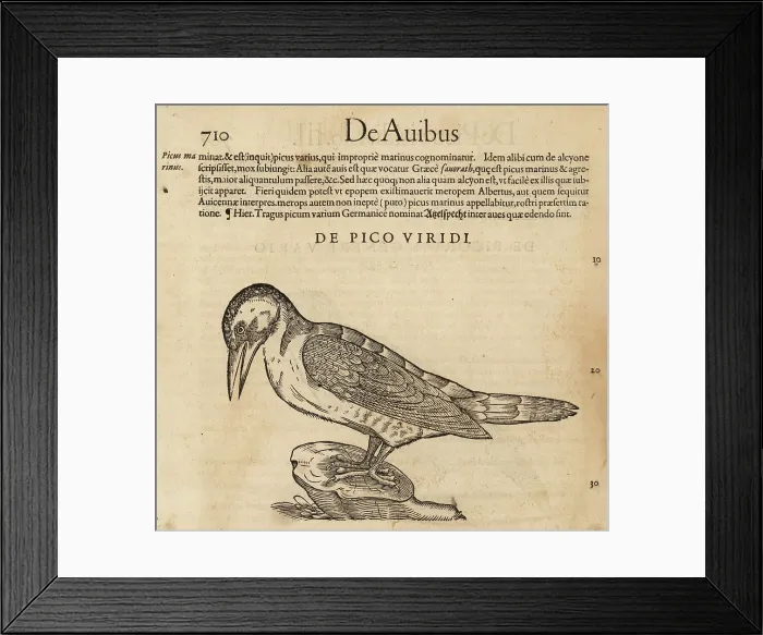 Framed Print : European green woodpecker, Picus viridis Framed Print : European green woodpecker, Picus viridis