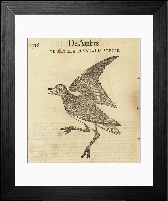 Framed Print : Species of swamphen, possibly the purple swamphen, Porphyrio por