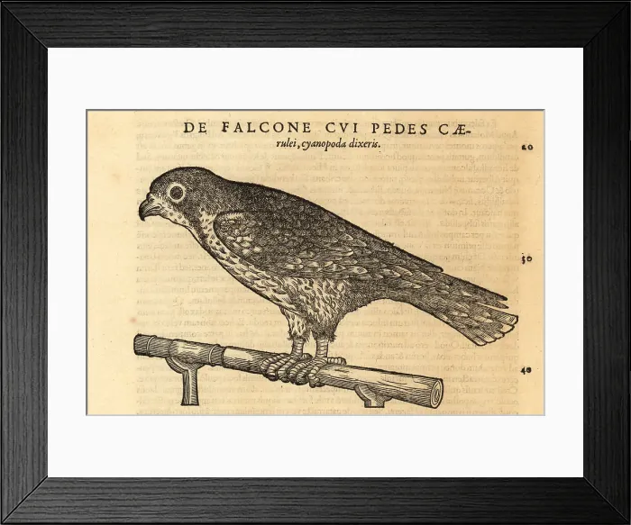 Framed Print : Endangered saker falcon, Falco cherrug Framed Print : Endangered saker falcon, Falco cherrug