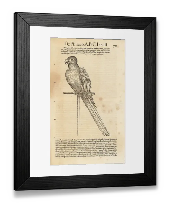 Framed Print : Parrot or macaw species, possibly the scarlet macaw, Ara macao Framed Print : Parrot or macaw species, possibly the scarlet macaw, Ara macao