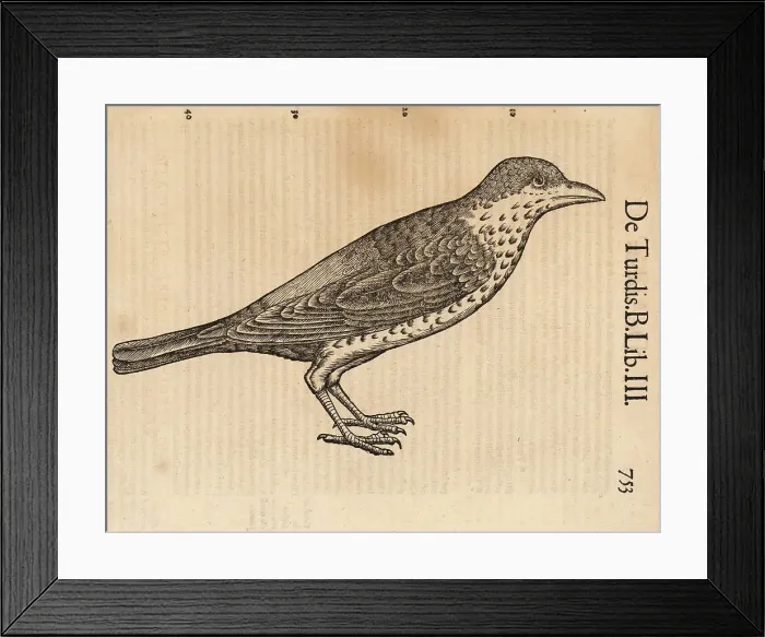 Framed Print : Species of thrush, possibly the song thrush, Turdus philomelos Framed Print : Species of thrush, possibly the song thrush, Turdus philomelos
