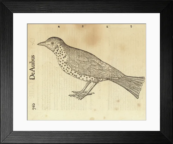 Framed Print : Species of thrush, possibly the song thrush, Turdus philomelos Framed Print : Species of thrush, possibly the song thrush, Turdus philomelos