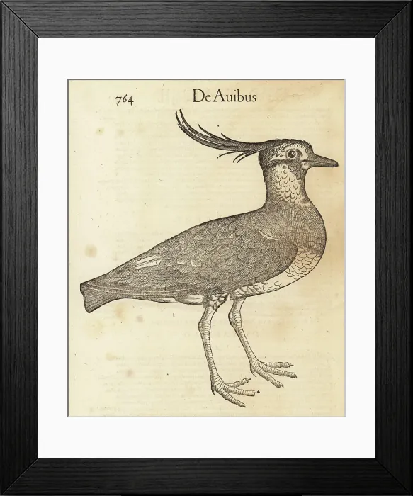 Framed Print : Species of lapwing or peewit, possibly northern lapwing, Vanellu Framed Print : Species of lapwing or peewit, possibly northern lapwing, Vanellu