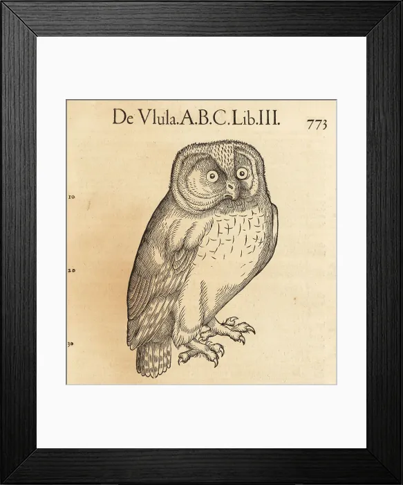 Framed Print : Tawny owl or brown owl, Strix aluco Framed Print : Tawny owl or brown owl, Strix aluco