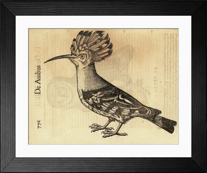 Framed Print : Eurasian hoopoe, Upupa epops Framed Print : Eurasian hoopoe, Upupa epops