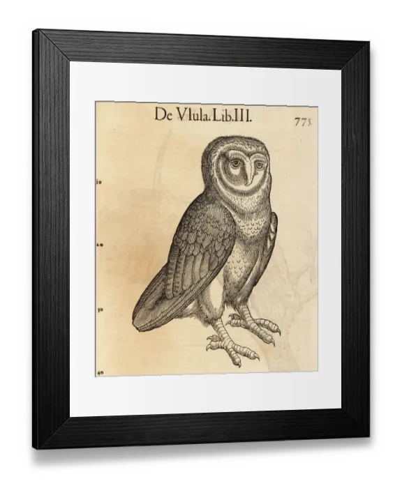 Framed Print : Barn owl, Tyto alba Framed Print : Barn owl, Tyto alba