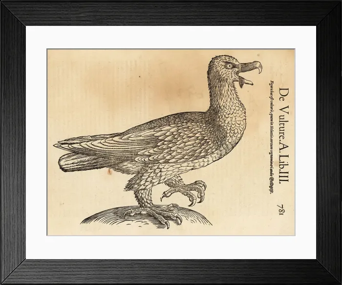 Framed Print : Bearded vulture, Gypaetus barbatus Framed Print : Bearded vulture, Gypaetus barbatus