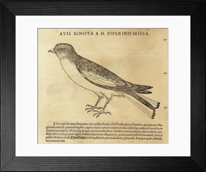 Framed Print : Snow bunting, Plectrophenax nivalis Framed Print : Snow bunting, Plectrophenax nivalis