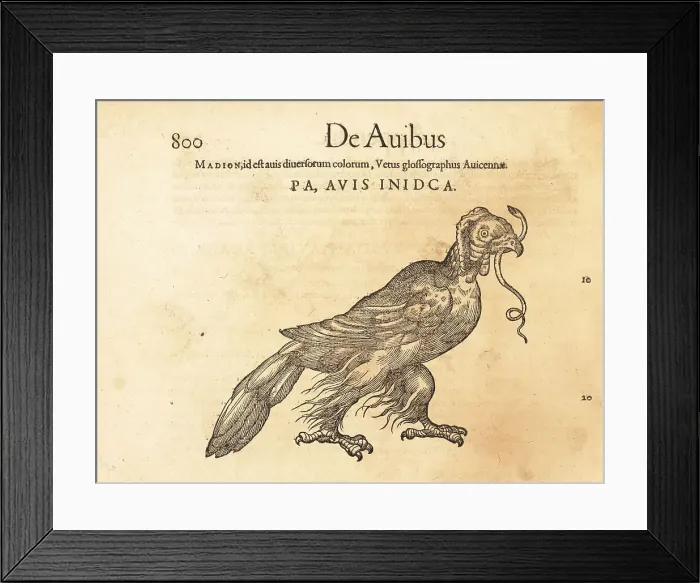 Framed Print : Madagascar serpent eagle, Eutriorchis astur. Endangered Framed Print : Madagascar serpent eagle, Eutriorchis astur. Endangered