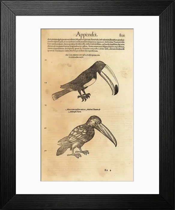 Framed Print : Toco toucan, Ramphastos toco Framed Print : Toco toucan, Ramphastos toco