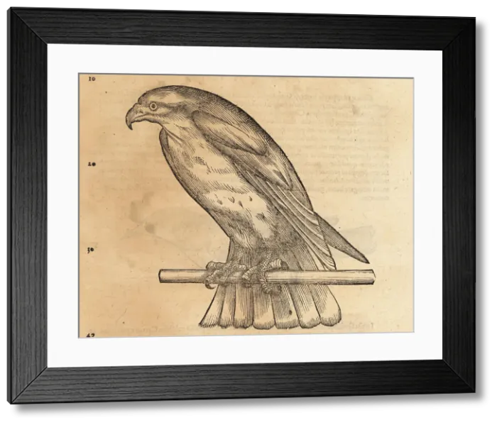Framed Print : Osprey, Pandion haliaetus Framed Print : Osprey, Pandion haliaetus