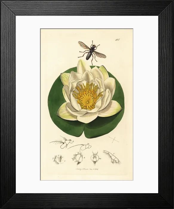 Framed Print : Water-lily cordylura fly on a white water-lily Framed Print : Water-lily cordylura fly on a white water-lily