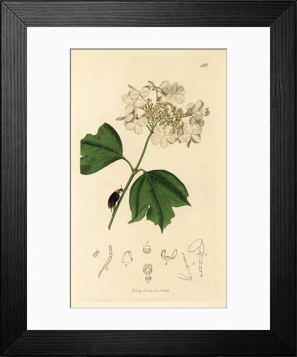 Framed Print : Mordellochroa abdominalis beetle on a guelder rose Framed Print : Mordellochroa abdominalis beetle on a guelder rose