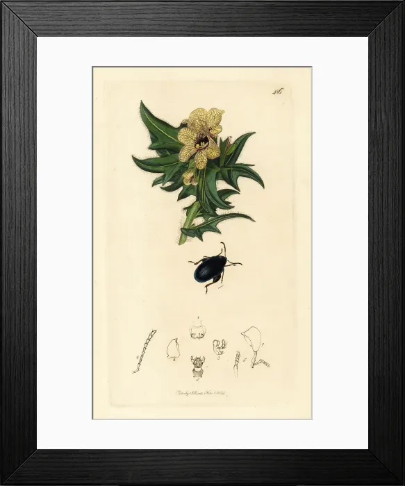 Framed Print : Leaf beetle, Psylliodes chalcomerus, on common henbane Framed Print : Leaf beetle, Psylliodes chalcomerus, on common henbane