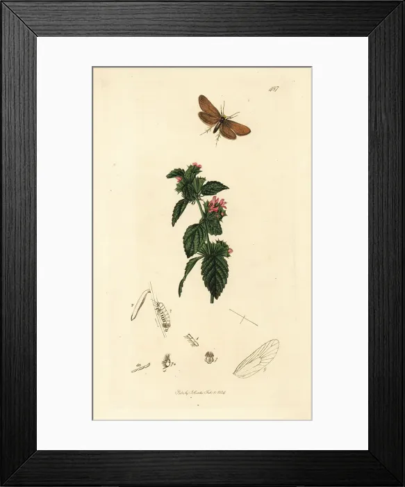 Framed Print : Large birch bright moth and black horehound Framed Print : Large birch bright moth and black horehound
