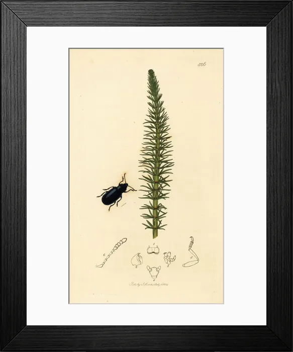 Framed Print : Blue helodes beetle and mare's tail Framed Print : Blue helodes beetle and mare's tail