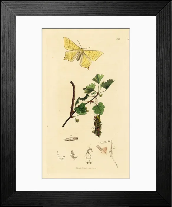 Framed Print : Swallow-tailed moth and common elder Framed Print : Swallow-tailed moth and common elder