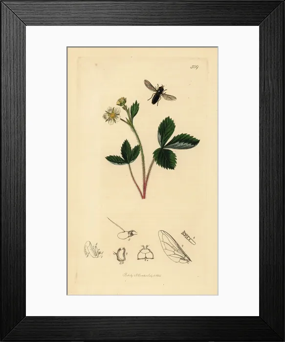 Framed Print : Pied hoverfly and barren strawberry Framed Print : Pied hoverfly and barren strawberry