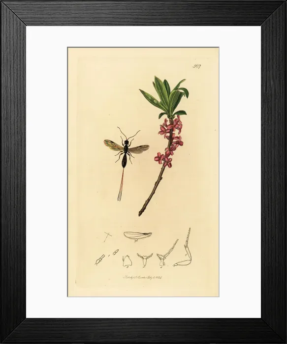 Framed Print : Braconid wasp and mezereon Framed Print : Braconid wasp and mezereon