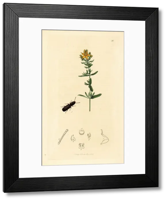 Framed Print : Grain beetle and St. John's wort Framed Print : Grain beetle and St. John's wort