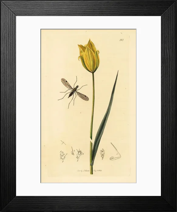 Framed Print : Dance fly and wild tulip Framed Print : Dance fly and wild tulip