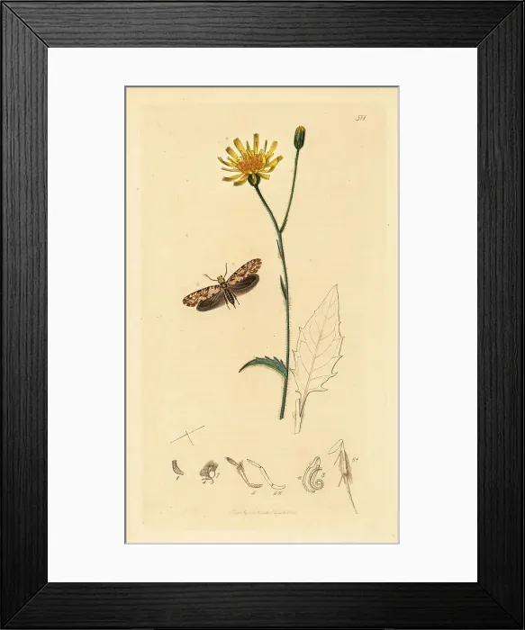Framed Print : Gold-speckled clothes moth and wood hawkweed Framed Print : Gold-speckled clothes moth and wood hawkweed