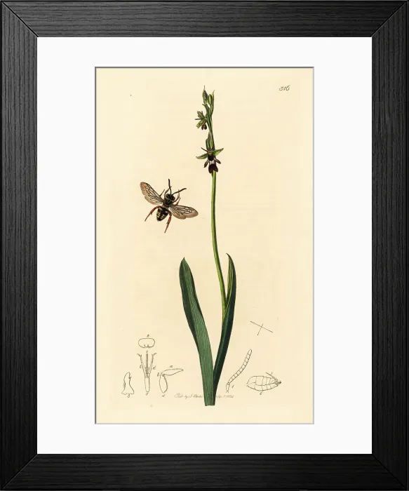 Framed Print : Black-thighed epeolus cuckoo bee and fly orchid Framed Print : Black-thighed epeolus cuckoo bee and fly orchid