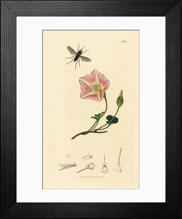 Framed Print : Flea bee-fly and sea bindweed Framed Print : Flea bee-fly and sea bindweed