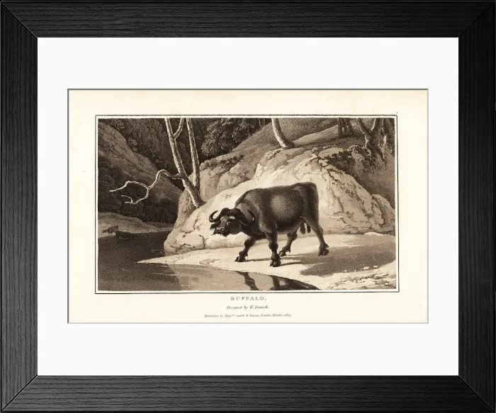 Framed Print : Cape buffalo, Syncerus caffer caffer, male, standing by a riverb Framed Print : Cape buffalo, Syncerus caffer caffer, male, standing by a riverb