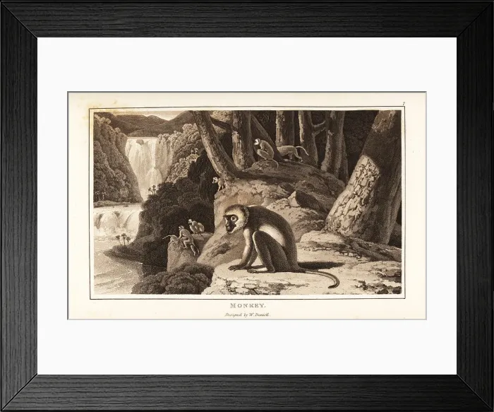 Framed Print : A group of monkeys foraging on a river bank, South Africa Framed Print : A group of monkeys foraging on a river bank, South Africa