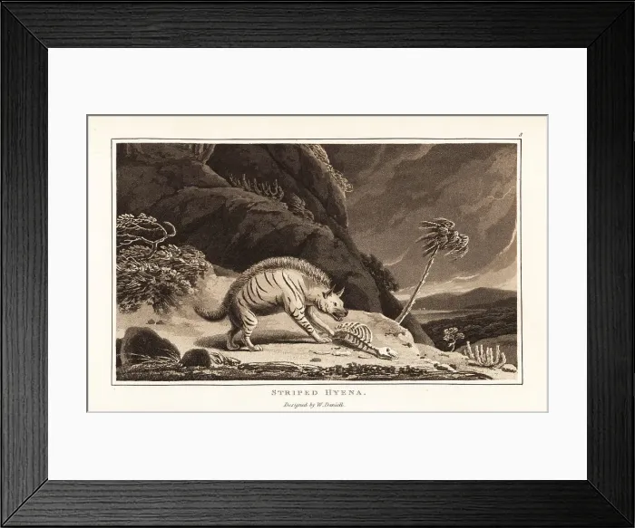 Framed Print : Striped hyena with animal carcass Framed Print : Striped hyena with animal carcass