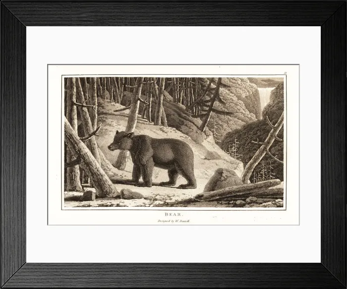 Framed Print : Brown bear, Ursus arcto, foraging in a mountain forest Framed Print : Brown bear, Ursus arcto, foraging in a mountain forest