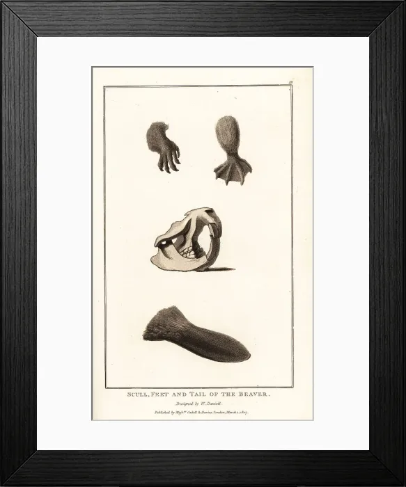 Framed Print : Skull, feet and tail of the Eurasian beaver, Castor fiber Framed Print : Skull, feet and tail of the Eurasian beaver, Castor fiber
