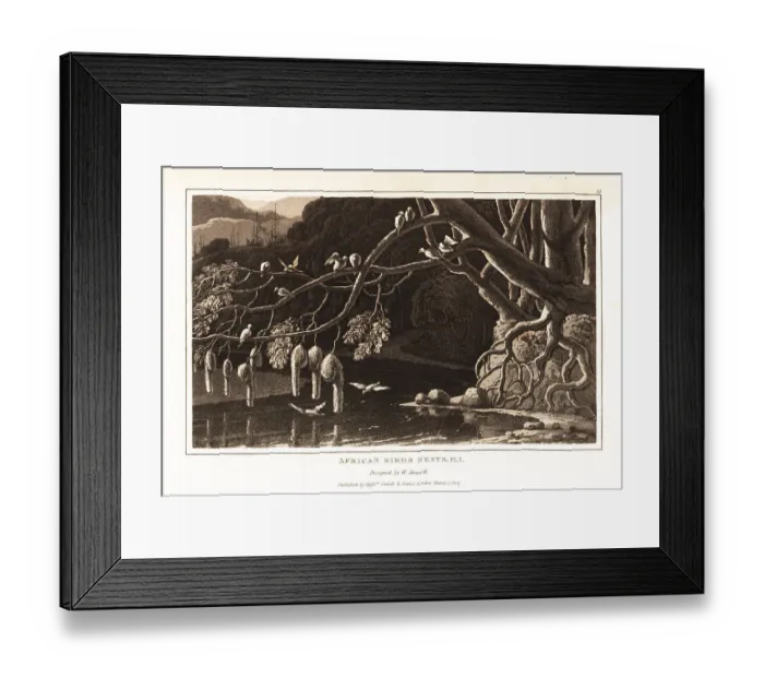 Framed Print : A group of weaverbirds and their hanging nests Framed Print : A group of weaverbirds and their hanging nests