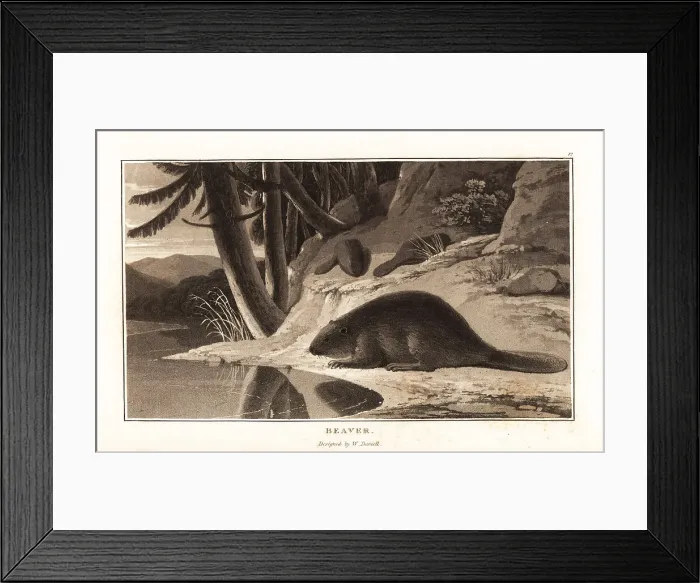 Framed Print : Common Eurasian beaver, Castor fiber, near a riverbank with fir Framed Print : Common Eurasian beaver, Castor fiber, near a riverbank with fir