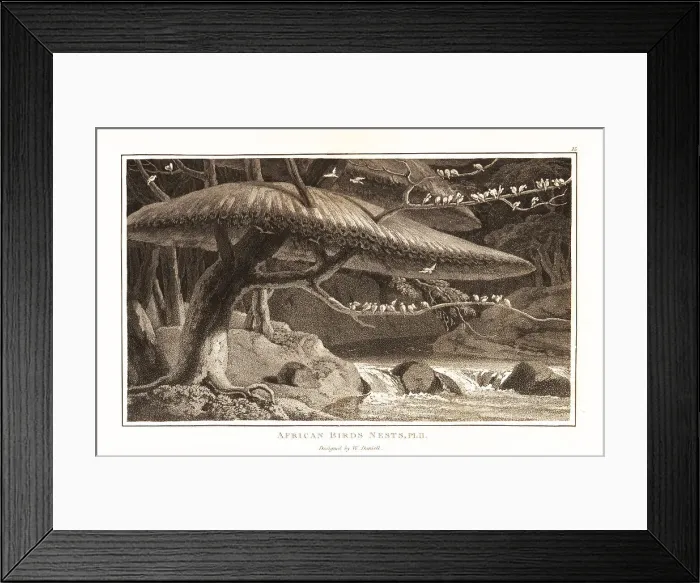 Framed Print : A group of sociable weaver birds and their communal nest Framed Print : A group of sociable weaver birds and their communal nest