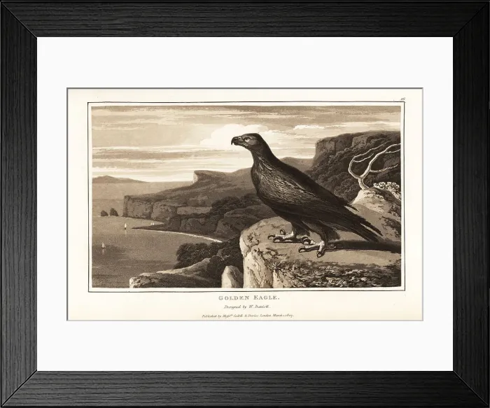 Framed Print : Golden eagle, Aquila chrysaetos, standing on the edge of a cliff Framed Print : Golden eagle, Aquila chrysaetos, standing on the edge of a cliff